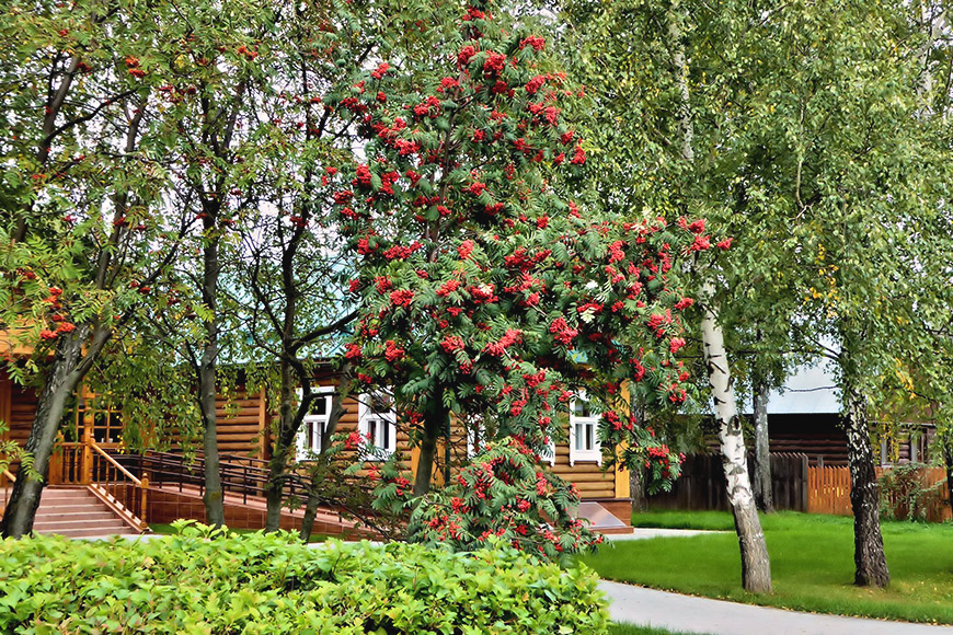 Калина в дизайне