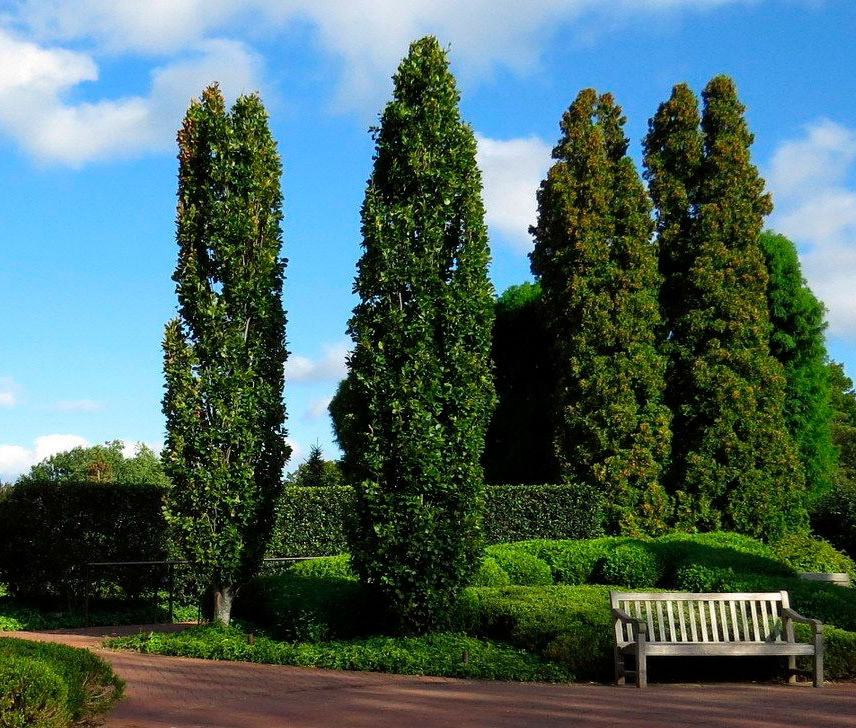 Декоративные деревья и кустарники для сада на Урале (с фото) | ТерраДом ...